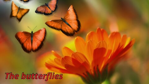 THE BUTTERFLIES