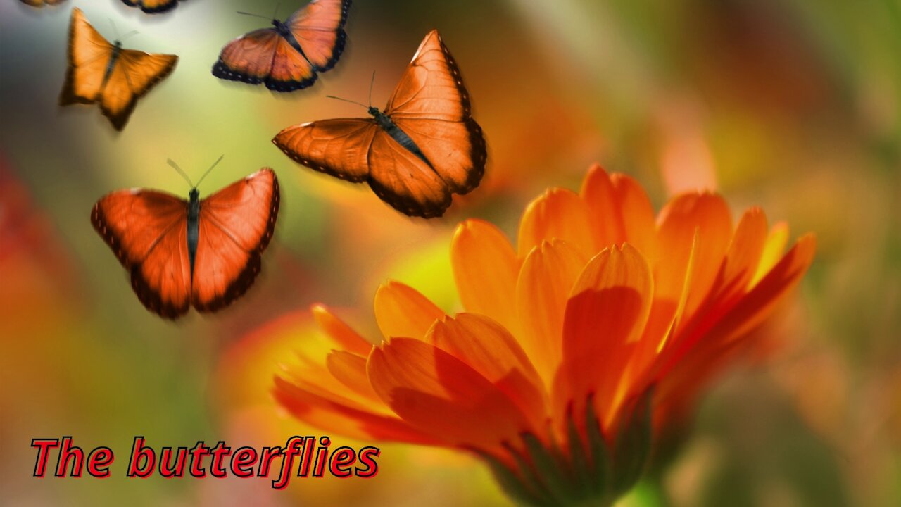 THE BUTTERFLIES