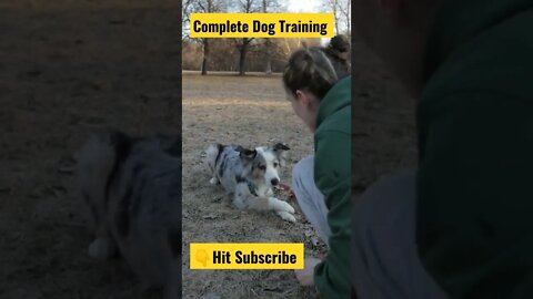 Dog training YouTube Shorts Video |Complete Dog Training | Check Description #shorts #dogtraining