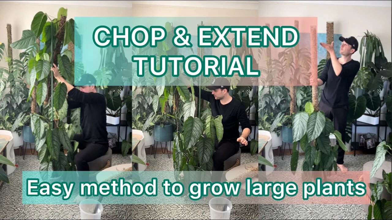 Chop & Extend Tutorial - Growing large plants on Moss Poles #mosspole #tutorial