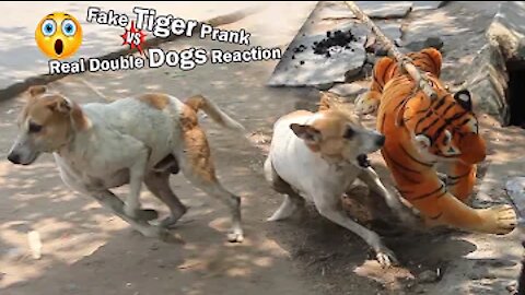 Wow!!! Fake Tiger Prank Dog Biting So Funny Reaction Just For Laughs Troll Prank Try Not To Laugh