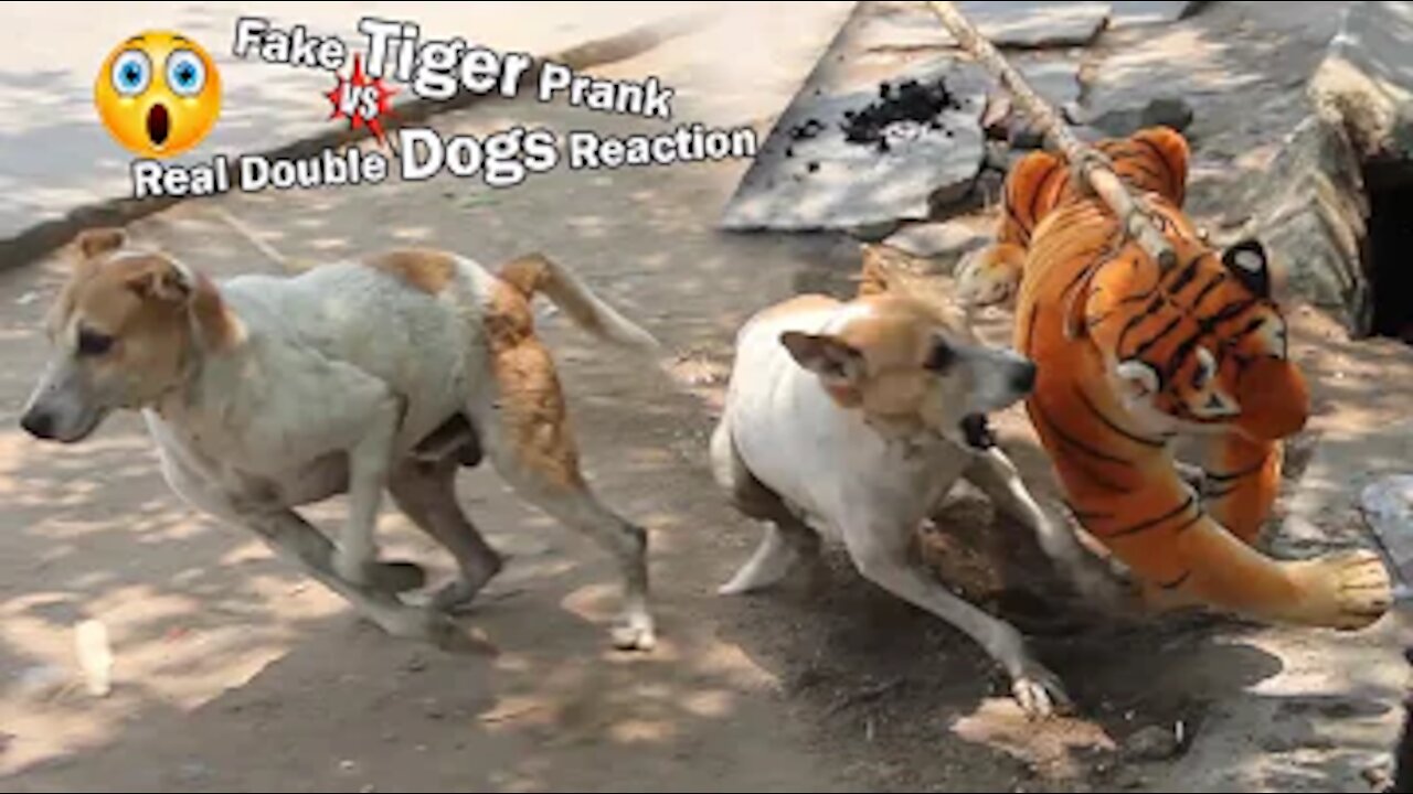 Wow!!! Fake Tiger Prank Dog Biting So Funny Reaction Just For Laughs Troll Prank Try Not To Laugh