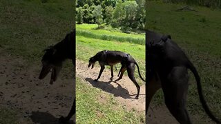 Disabled greyhound goes for walk to visit neighbours