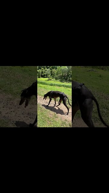 Disabled greyhound goes for walk to visit neighbours