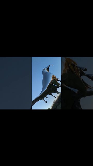 Drippy 💦💦 #viral #nashville #video #share #tennessee #music #vlog