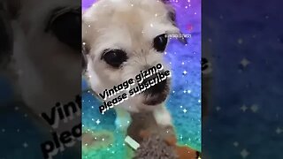 Crazy Dog Gizmo