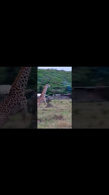 Giraffes Run Past Camp #shorts | #ShortsAfrica