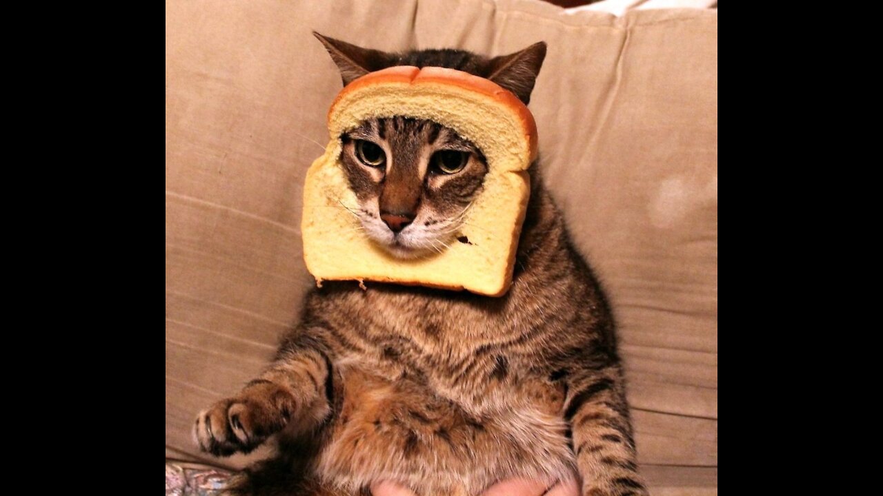 Funny And Cute Cat'S Life (Part 11) Cats And Owners Are The Best Friends Videos
