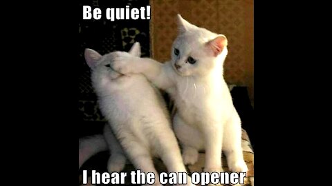 Top funny pet's videos in the world 😻😍🤣🤣🤣