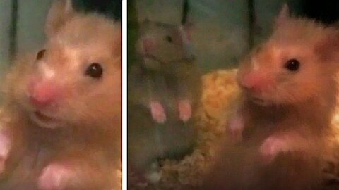 Cute hamster stared sharply at the camera, very funny
