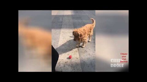 Essayer de Ne Pas Rire - Vidéos Drôles de Chiens à Mourir De Rire - MDR3