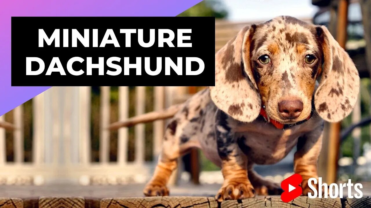 Miniature Dachshund 🐶 One Of The Smallest Dog Breeds In The World #shorts