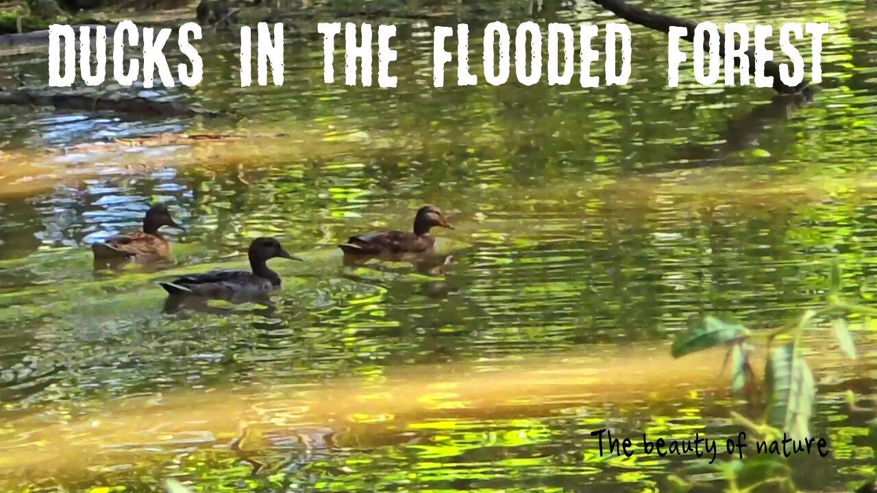 Ducks in a flooded forest / beautiful birds in nature / ducks in high water.