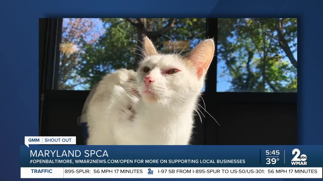 Maryland SPCA is open and needs you!