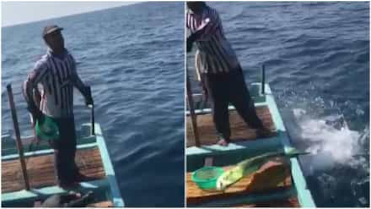 Fiskere fodrer vilde delfiner i Libanon