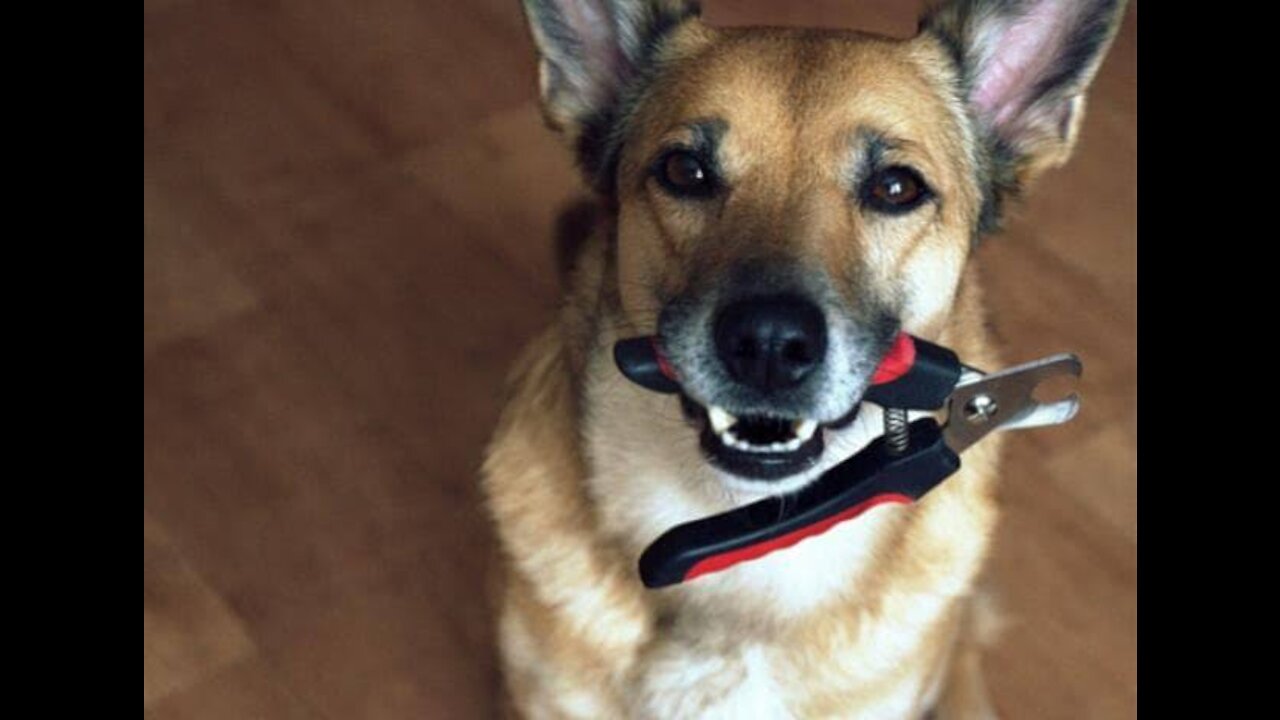 dog holding a tool on his mouth