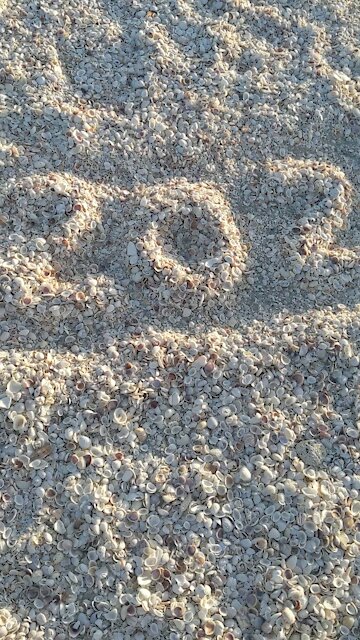 2021 shell beach