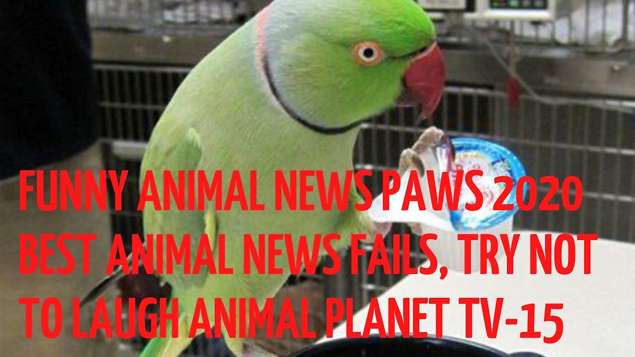 FUNNY ANIMAL NEWS PAWS 2020 BEST ANIMAL NEWS FAILS, TRY NOT TO LAUGH ANIMAL PLANET TV-15