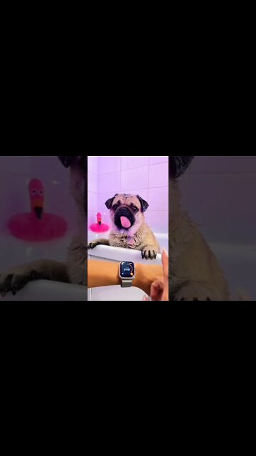 How Cute? 😍🥰 #pug #pugs #pugdog #puglovers #puglife