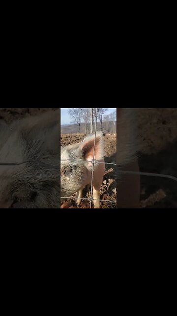 #farmlife will keep you #busy #pig #animal #cop #farm