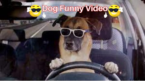 Dog Cute Funny Video 2023 || Cute Buddy || It's time to LAUGH with Dog's life ||