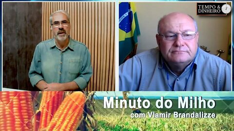 Milho segue com boas oportunidades