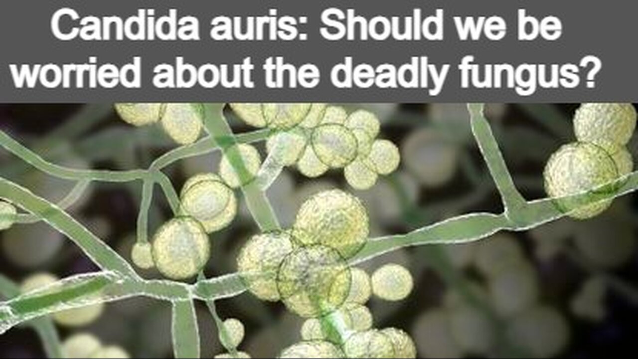 CANDIDA AURIS