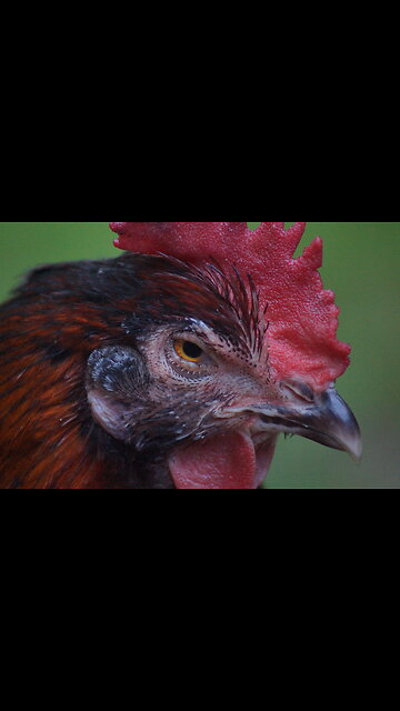 Public enemy number one The chicken in Dayz