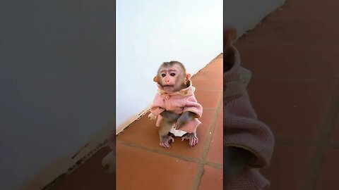 Cute Monkey Baby ❤