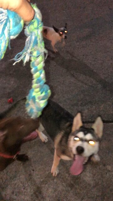 Puppy love.... Literally!