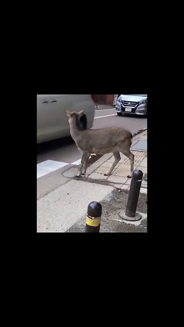 What a discipline 😊#Shorts #ytshorts #UbertainmentFun #Dogs #Animals #Fun