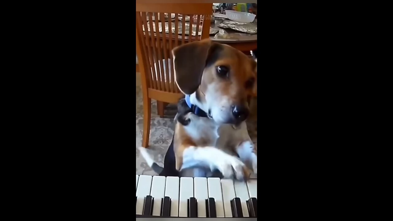 Funny Animals 2024 Funniest cats and Dogs video