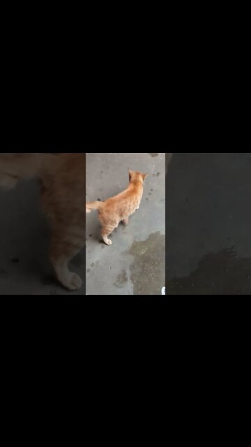 Two cats together. Grey cat and Orange cat. 😍