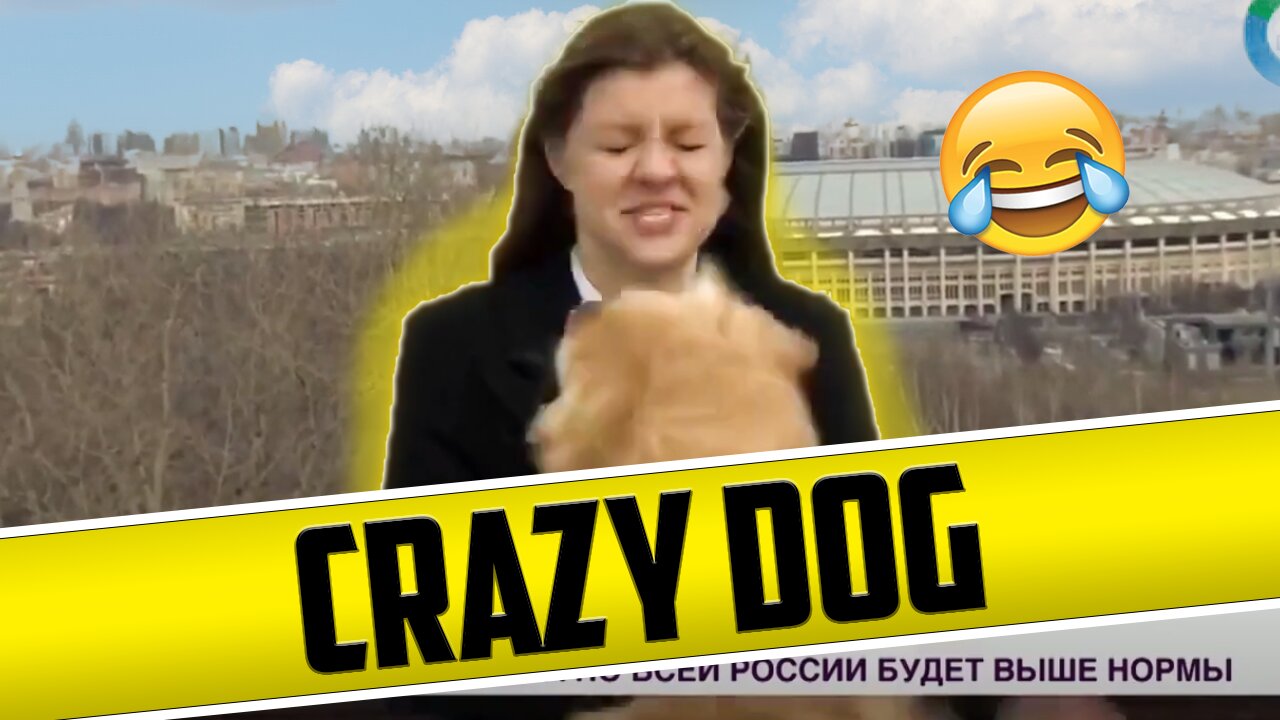 Crazy Dog #part 1 #funny