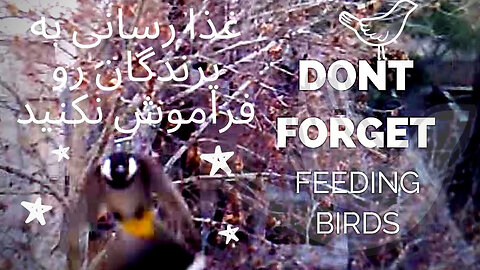 Do Not forget to feed the birds