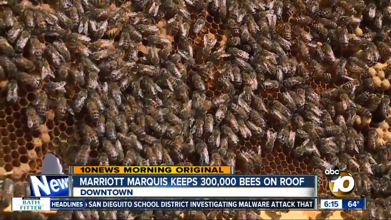 Marriott Marquis using urban bee hives for honey