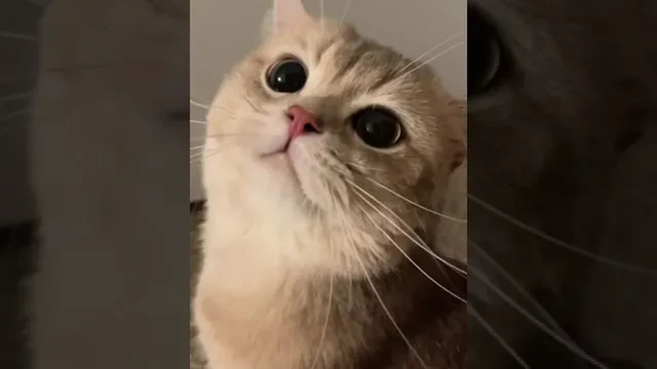 CAT VIDEO