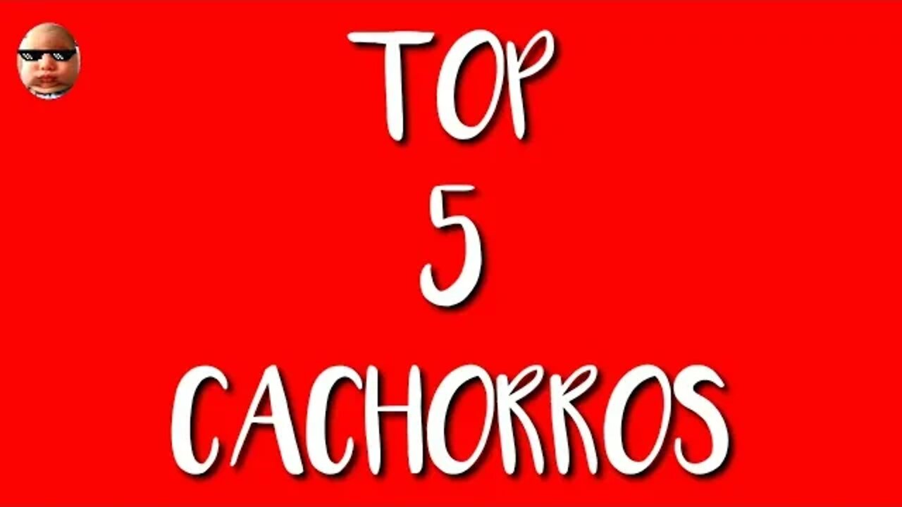 TOP 5 CACHORROS. #memes #top5 @@SR. VANDERLEI