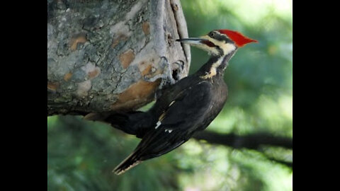 Watch this Woodpecker is Eating On A Bird Food