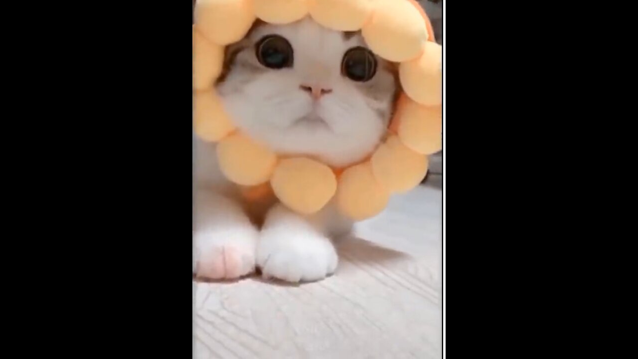 ๐Cute And Funny Pets Try Not To Laugh To These Pets Compilation ๐ Cutest Lands