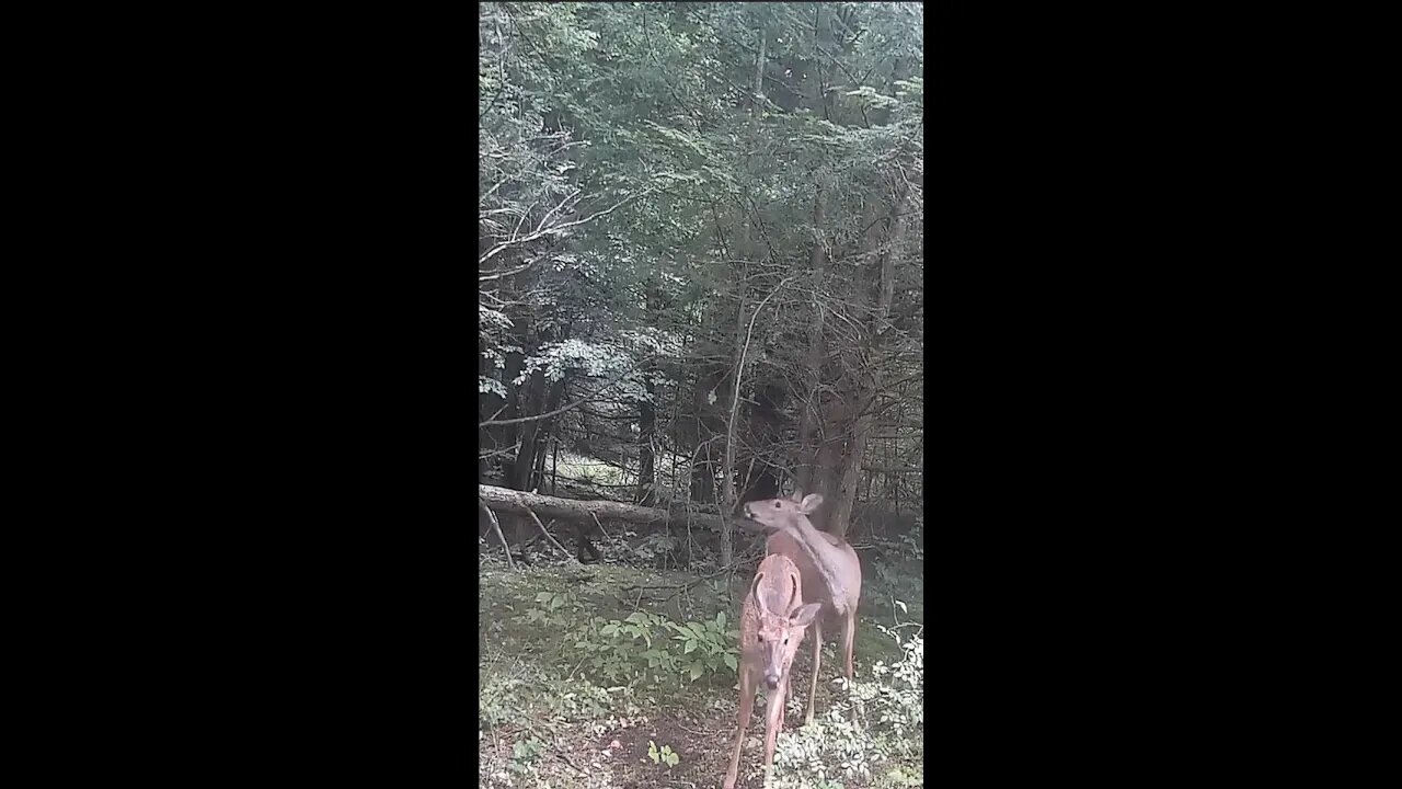 Cute Little Buck