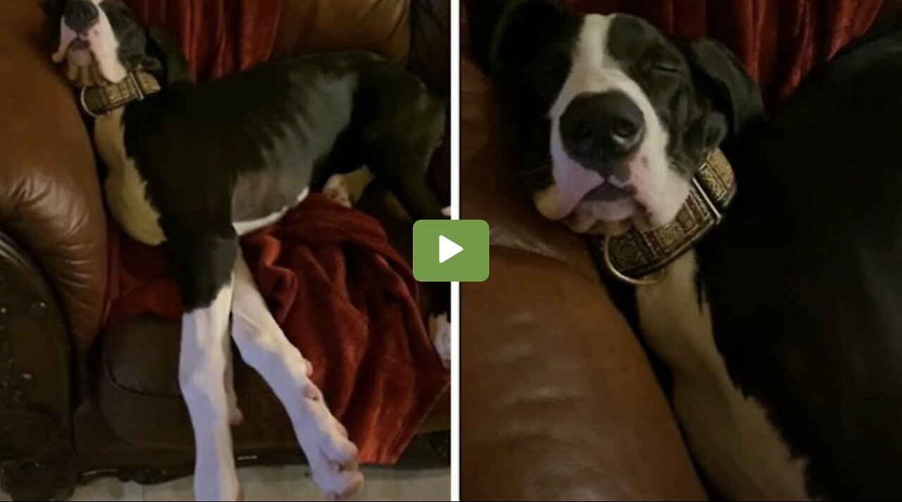 Snoring Great Dane sleep puppy will make you smile