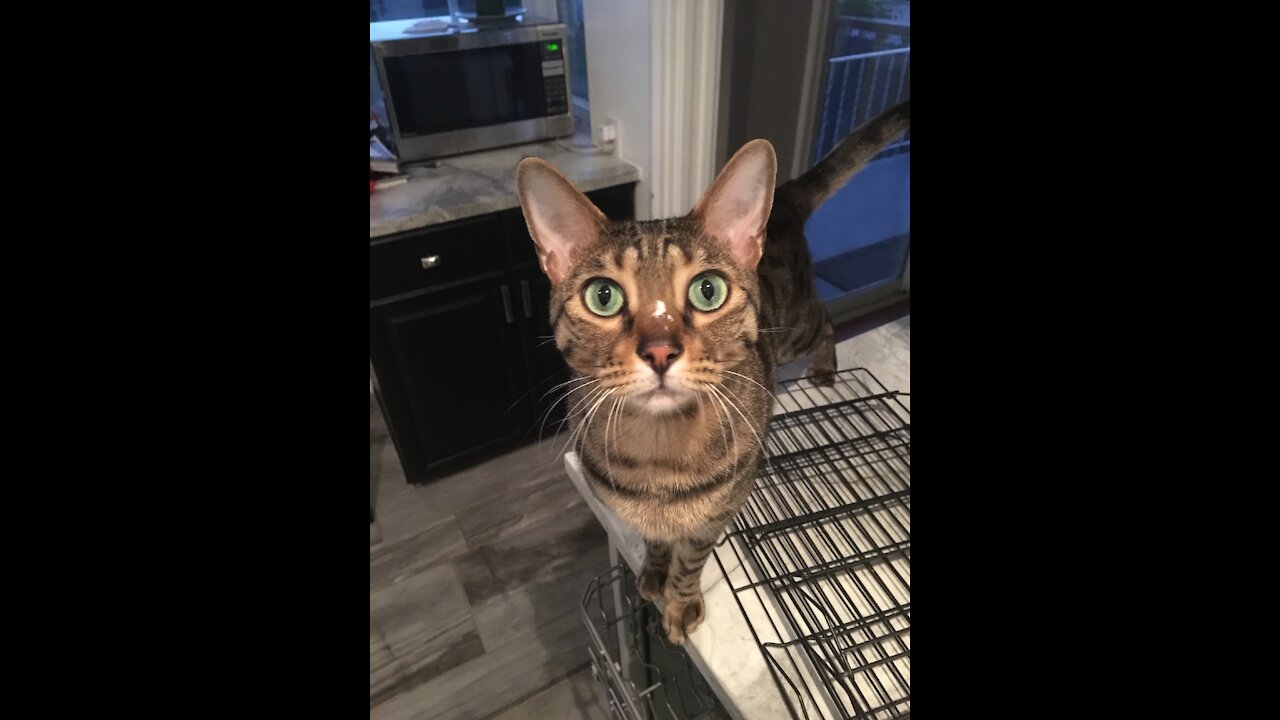 Bengal Cat Basil Figures Out How His Toy Works