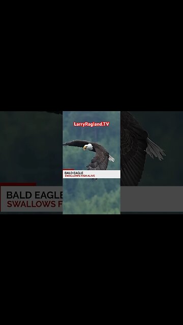 Have you ever seen an EAGLE do this? #shorts