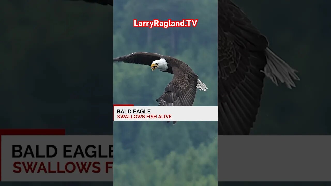 Have you ever seen an EAGLE do this? #shorts