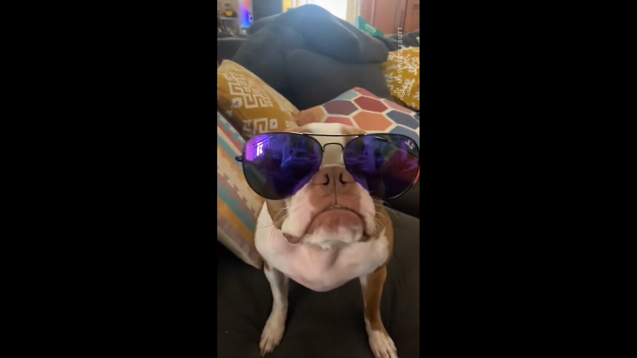funny dog