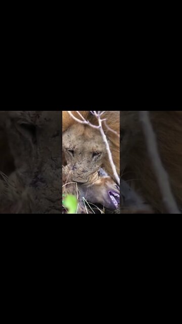 Lions Caught A Young Hyena | #shorts #creativitydecoded