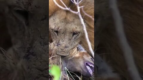 Lions Caught A Young Hyena | #shorts #creativitydecoded