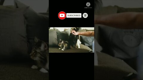 Cats funny video#shorts#cats#catsanddogs #