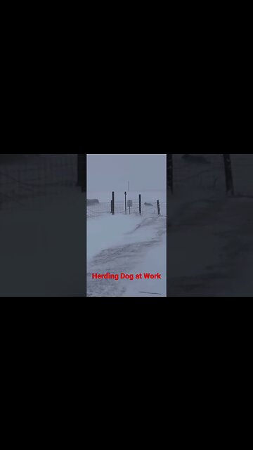 #cattle #dog #workingdog #beef #sheep #shorts #lamb #cattle #cattledog #cow #livestock #pet #snow